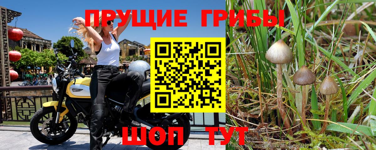 Фурманов  купить наркотик  Вход с VPN  Псилоцибиновые грибы ЛСД  Псилоцибиновые грибы Cubensis 